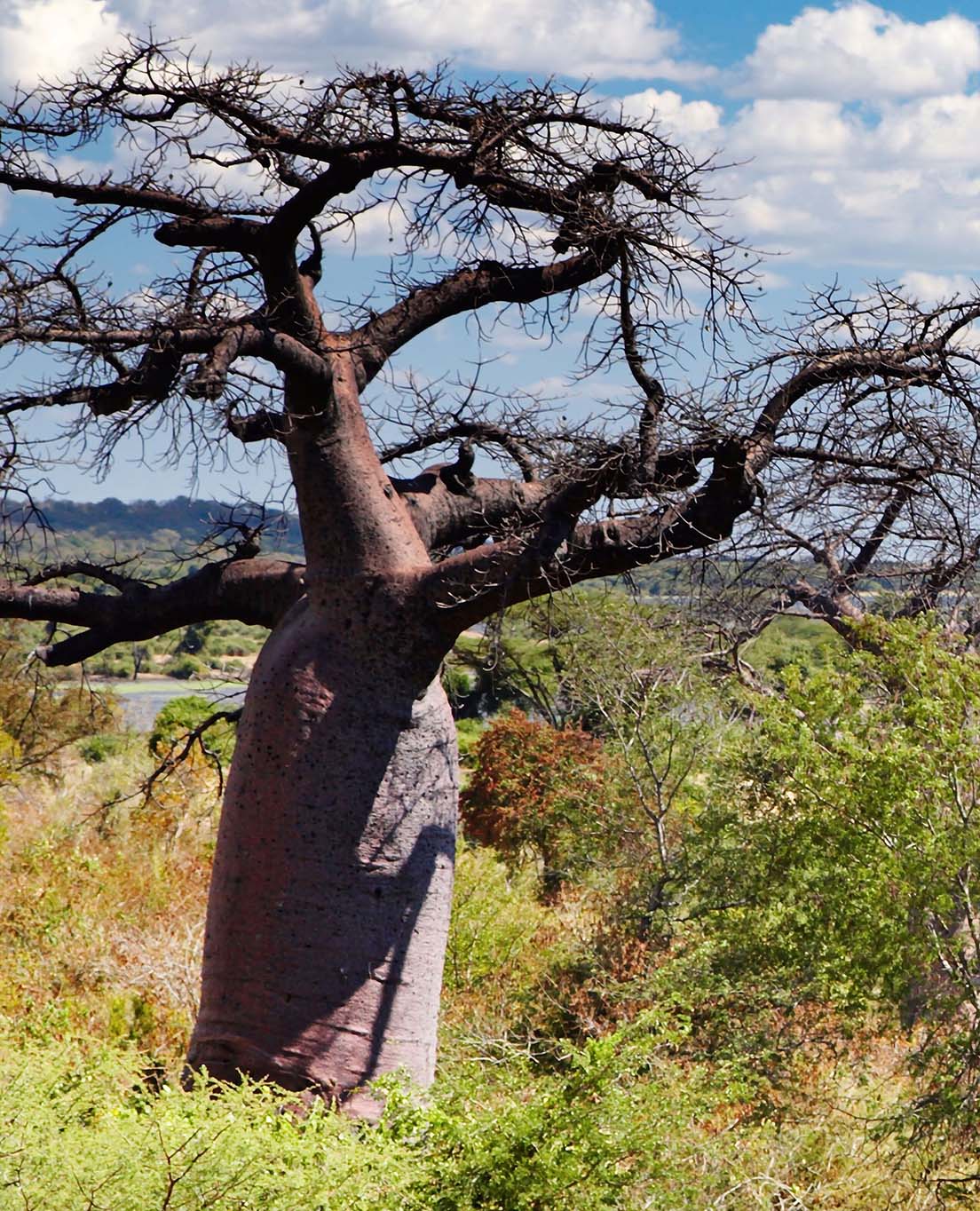 La Botswana in sintesi